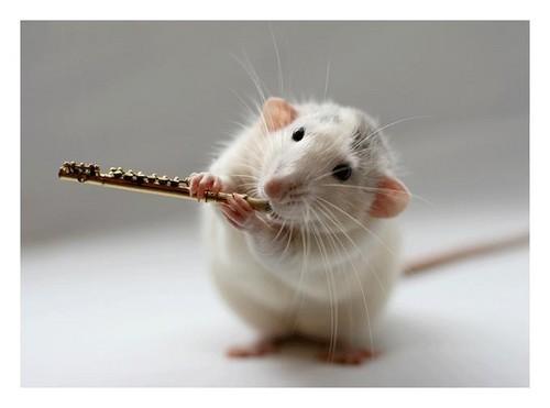 LOL Animals (5)