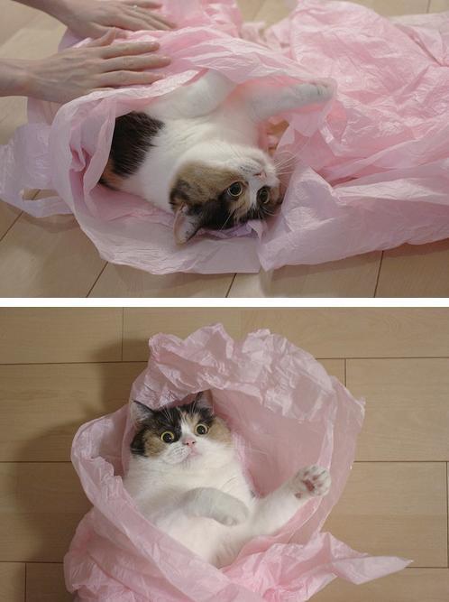 LOL Animals (9)