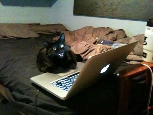 LOL Animals (10)