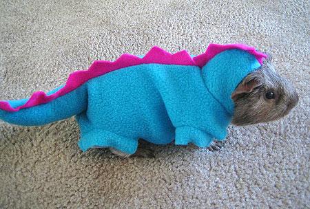 LOL Animals (11)