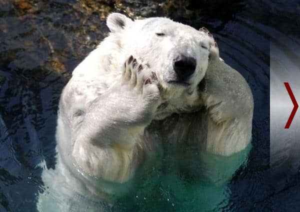 LOL Animals (13)