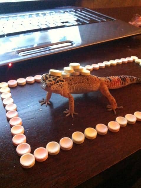 LOL Animals (14)