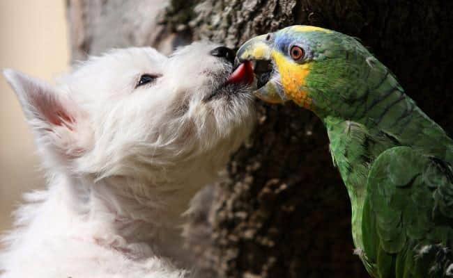 LOL Animals (15)
