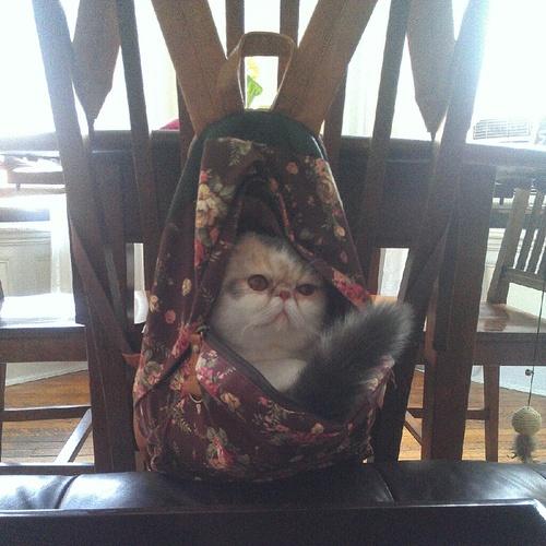 LOL Animals (17)