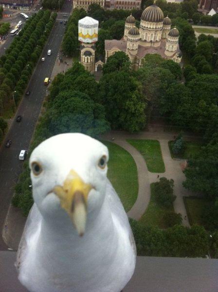 Funny Pic Dump (14)