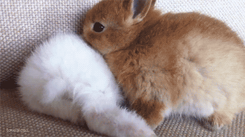 Awesome Animated GIFs (2)