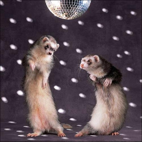 LOL Animals (18)