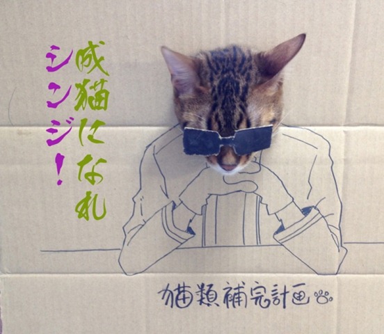 Box Costumes for Cats (7)