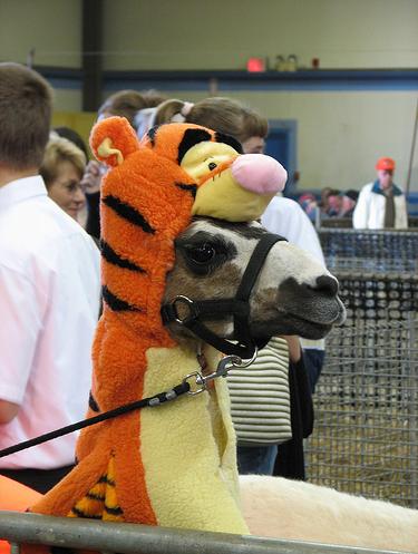 Funny Pic Dump (6)
