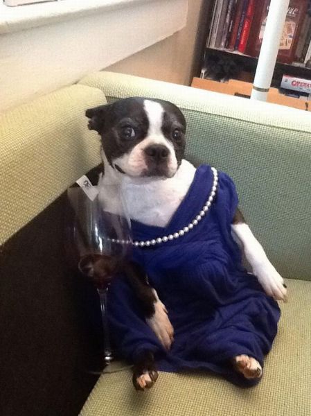Animals That Hate Halloween Costumes (6)