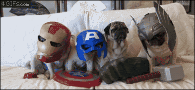 LOL Animals (1)