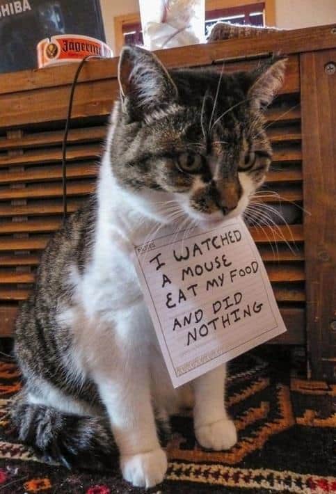 LOL Animals (2)
