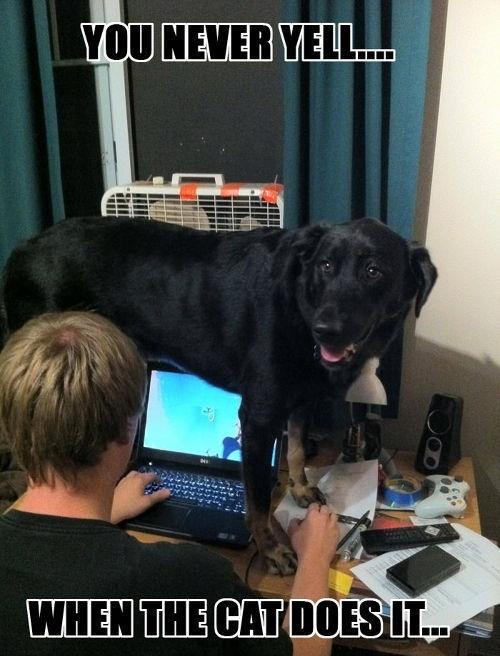 LOL Animals (2)