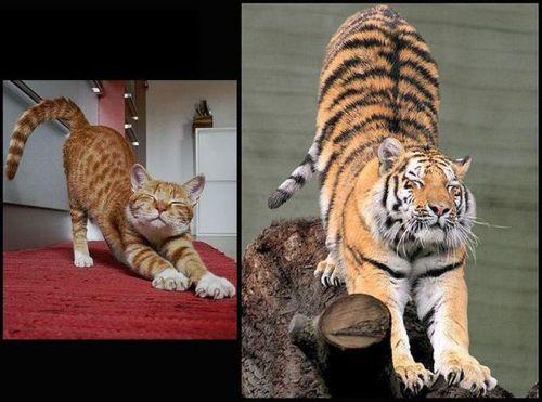 LOL Animals (3)