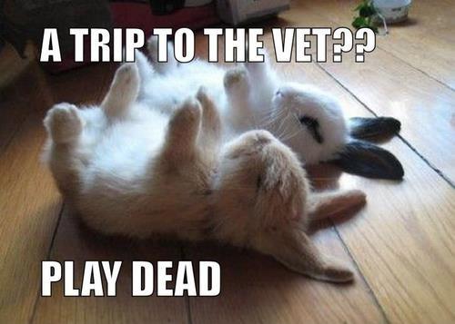 LOL Animals (3)