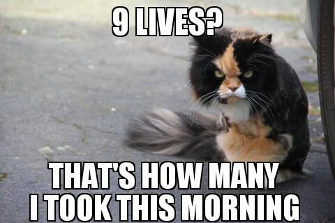 LOL Animals (4)