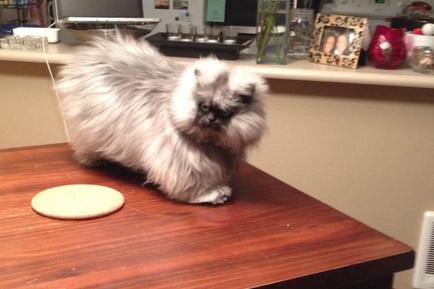 Colonel Meow (11)