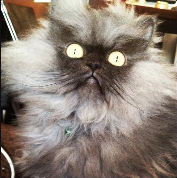 Colonel Meow (12)