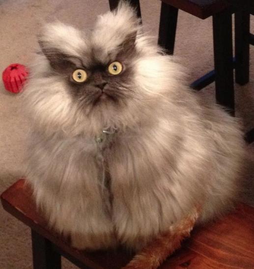 Colonel Meow (15)