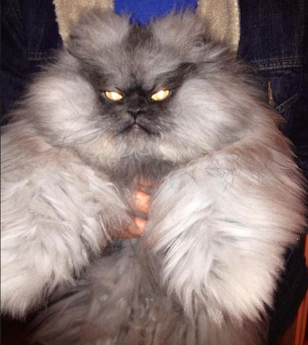 Colonel Meow (17)