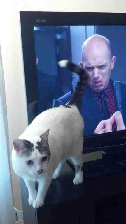 Funny Pic Dump (10)