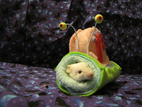 LOL Animals (4)