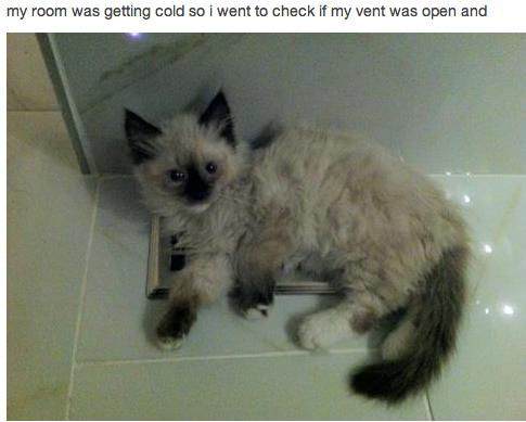 LOL Animals (7)