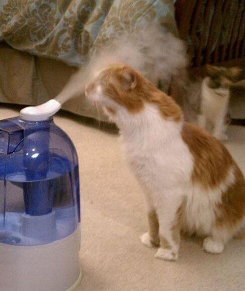 LOL Animals (9)