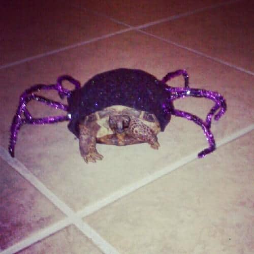 LOL Animals (5)
