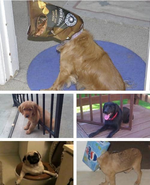 LOL Animals (6)