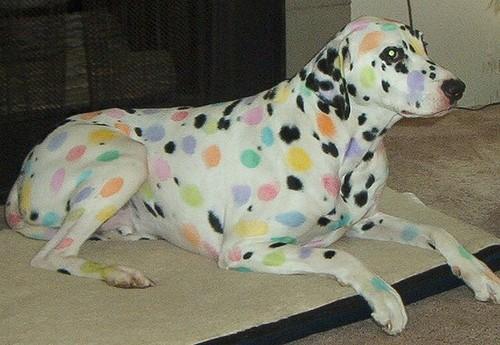 LOL Animals (10)
