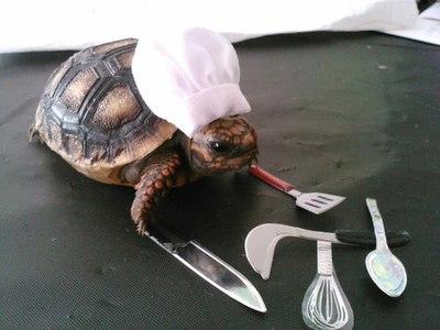 LOL Animals (11)