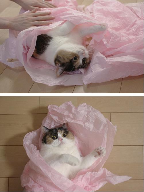 LOL Animals (12)