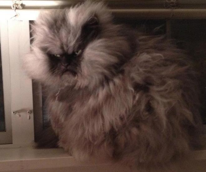 Colonel Meow (7)