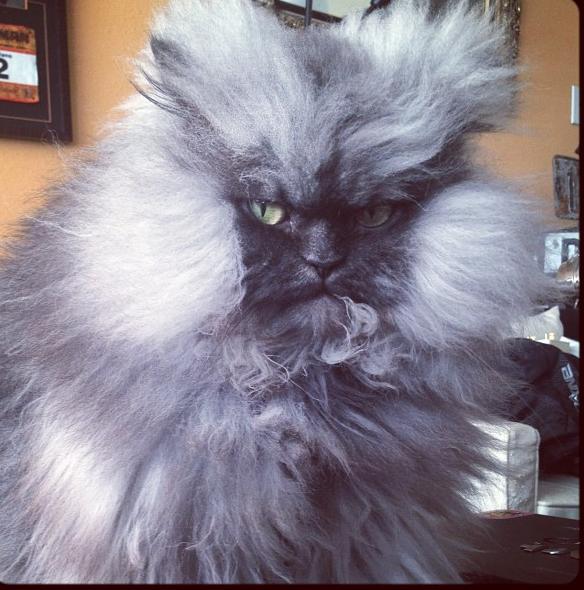 Colonel Meow (6)