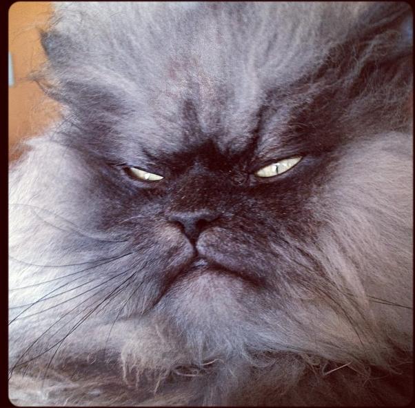 Colonel Meow (8)