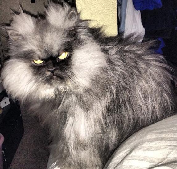 Colonel Meow (9)