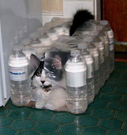 LOL Animals (14)