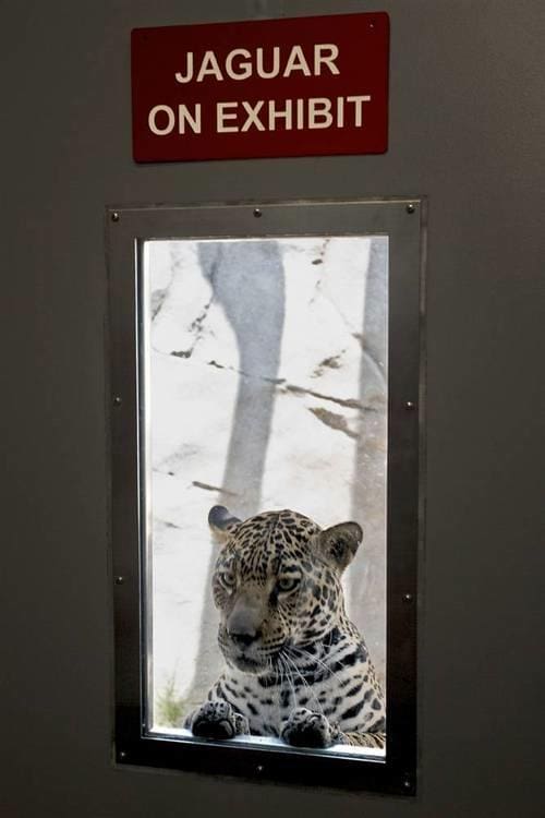 LOL Animals (11)
