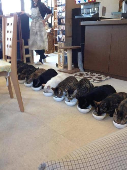 LOL Animals (12)