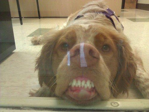 LOL Animals (13)
