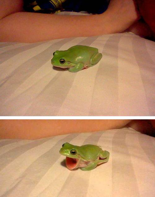 LOL Animals (16)
