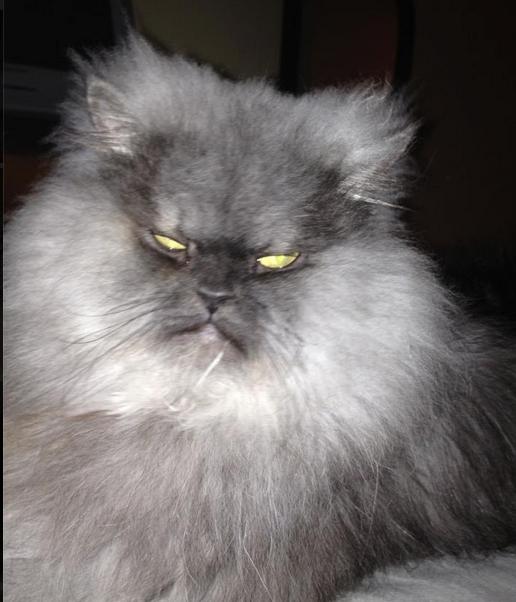 Colonel Meow (10)