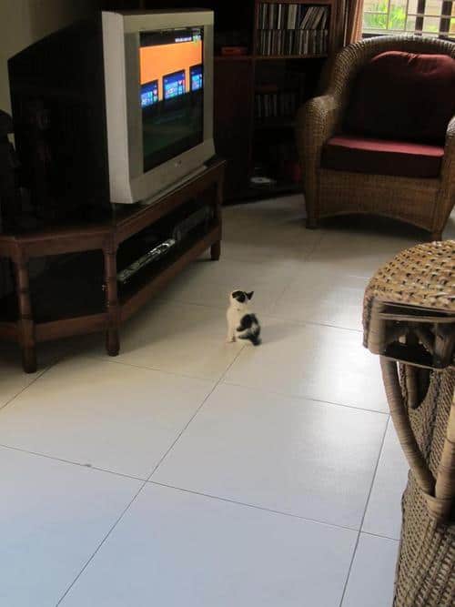 LOL Animals (14)