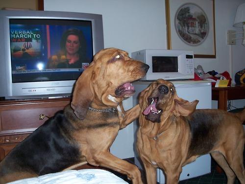 LOL Animals (17)