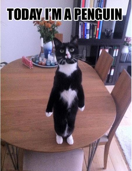 LOL Animals (19)