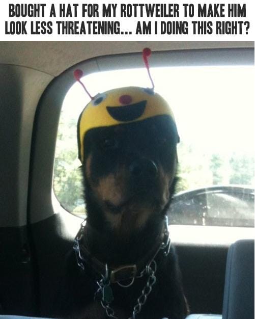 LOL Animals (20)