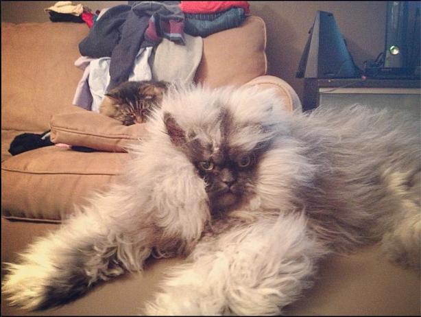 Colonel Meow (14)