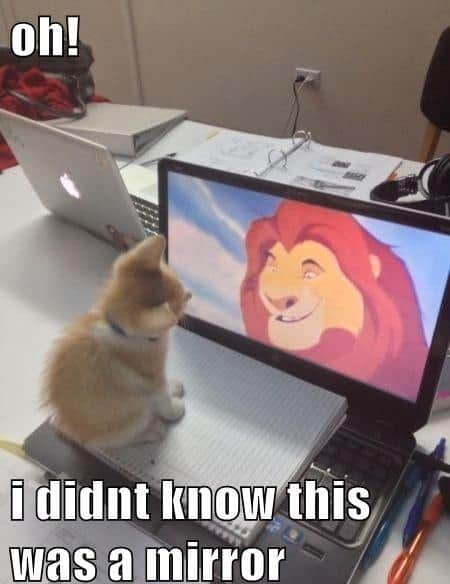 LOL Animals (1)