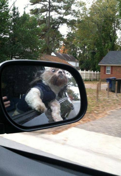 LOL Animals (2)